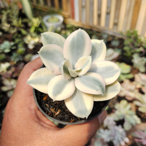 Echeveria Decora Aurea Variegated ( Single Head ), real gallery image #9 plants. Picture taken directly from kaktus.id community Echeveria farmer green houses.