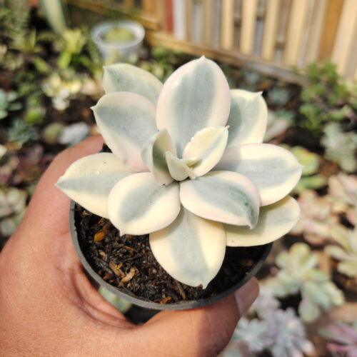 Echeveria Decora Aurea Variegated ( Single Head ), real gallery image #13 plants. Picture taken directly from kaktus.id community Echeveria farmer green houses.