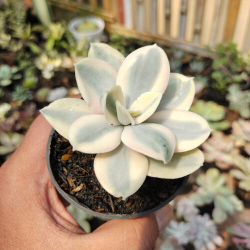Echeveria Decora Aurea Variegated ( Single Head ), real gallery image #11 plants. Picture taken directly from kaktus.id community Echeveria farmer green houses.