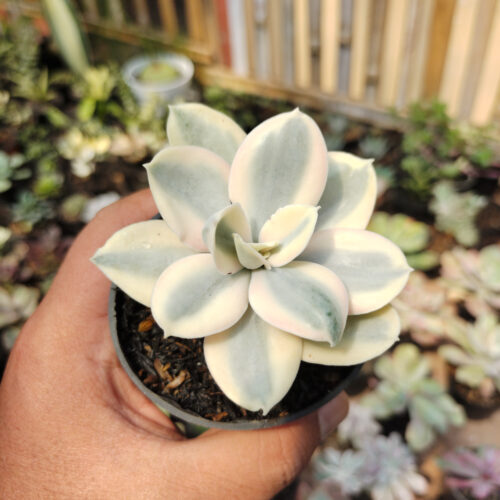 Echeveria Decora Aurea Variegated ( Single Head ), real gallery image #15 plants. Picture taken directly from kaktus.id community Echeveria farmer green houses.