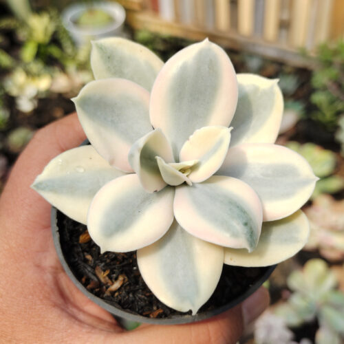 Echeveria Decora Aurea Variegated ( Single Head ), real gallery image #14 plants. Picture taken directly from kaktus.id community Echeveria farmer green houses.