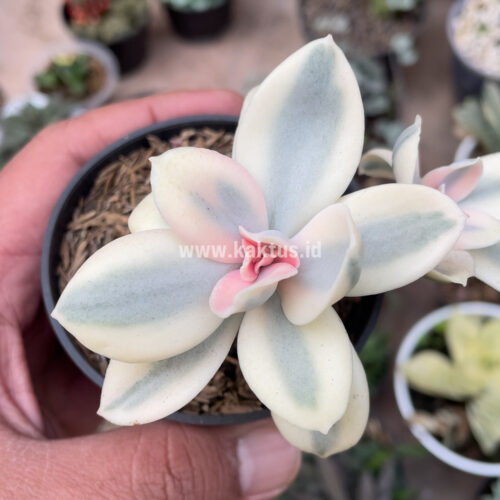 Echeveria Decora Aurea Variegated ( Single Head ), real gallery image #8 plants. Picture taken directly from kaktus.id community Echeveria farmer green houses.