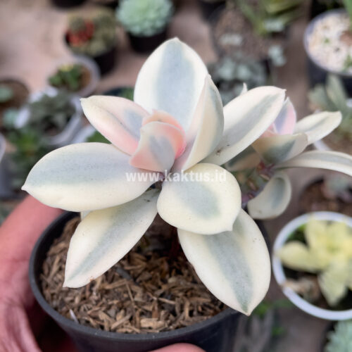 Echeveria Decora Aurea Variegated ( Single Head ), real gallery image #10 plants. Picture taken directly from kaktus.id community Echeveria farmer green houses.