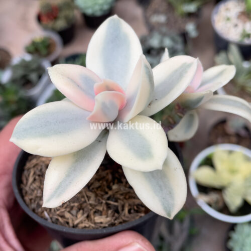 Echeveria Decora Aurea Variegated ( Single Head ), real gallery image #1 plants. Picture taken directly from kaktus.id community Echeveria farmer green houses.