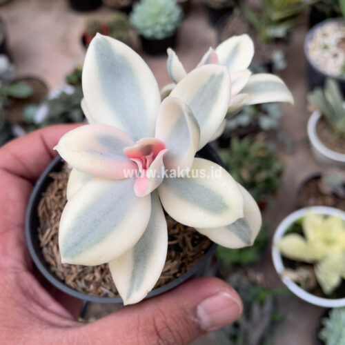 Echeveria Decora Aurea Variegated ( Single Head ), real gallery image #12 plants. Picture taken directly from kaktus.id community Echeveria farmer green houses.