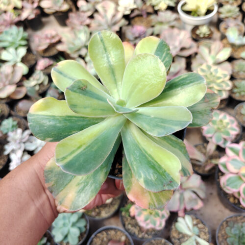 Echeveria Paul Bunyan Variegated, real gallery image #8 plants. Picture taken directly from kaktus.id community Echeveria farmer green houses.