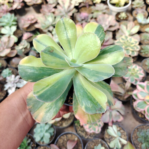 Echeveria Paul Bunyan Variegated, real gallery image #7 plants. Picture taken directly from kaktus.id community Echeveria farmer green houses.