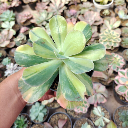 Echeveria Paul Bunyan Variegated, real gallery image #6 plants. Picture taken directly from kaktus.id community Echeveria farmer green houses.