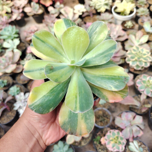 Echeveria Paul Bunyan Variegated, real gallery image #5 plants. Picture taken directly from kaktus.id community Echeveria farmer green houses.