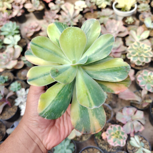 Echeveria Paul Bunyan Variegated, real gallery image #4 plants. Picture taken directly from kaktus.id community Echeveria farmer green houses.