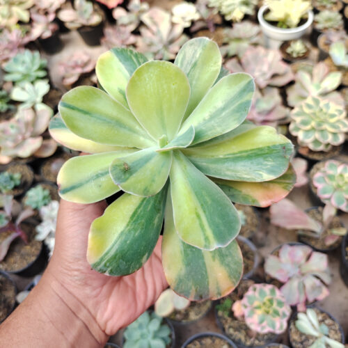 Echeveria Paul Bunyan Variegated, real gallery image #3 plants. Picture taken directly from kaktus.id community Echeveria farmer green houses.