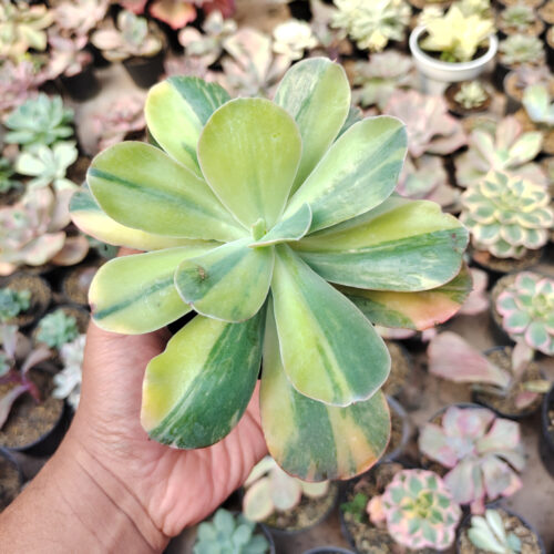 Echeveria Paul Bunyan Variegated, real gallery image #2 plants. Picture taken directly from kaktus.id community Echeveria farmer green houses.