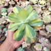 Echeveria Paul Bunyan Variegated, real gallery image #1 plants. Picture taken directly from kaktus.id community Echeveria farmer green houses.