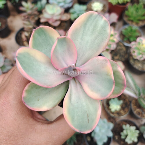 Echeveria Zorro Decora Variegated, real gallery image #5 plants. Picture taken directly from kaktus.id community Echeveria farmer green houses.
