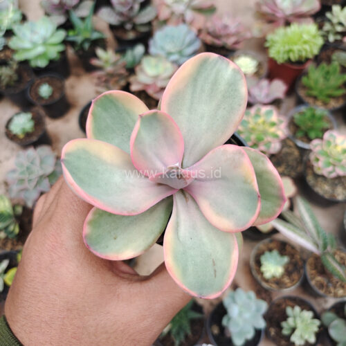 Echeveria Zorro Decora Variegated, real gallery image #6 plants. Picture taken directly from kaktus.id community Echeveria farmer green houses.