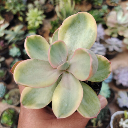 Echeveria Zorro Decora Variegated, real gallery image #2 plants. Picture taken directly from kaktus.id community Echeveria farmer green houses.