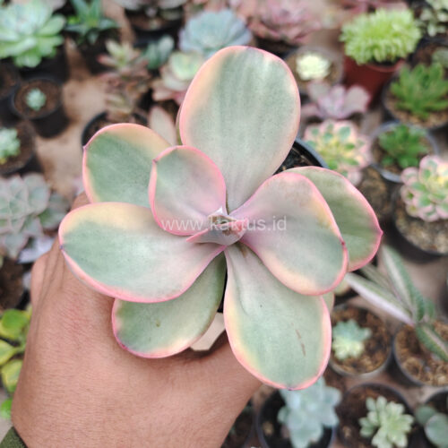 Echeveria Zorro Decora Variegated, real gallery image #7 plants. Picture taken directly from kaktus.id community Echeveria farmer green houses.
