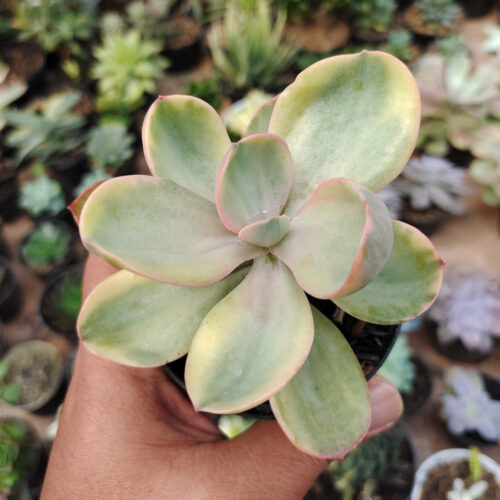 Echeveria Zorro Decora Variegated, real gallery image #3 plants. Picture taken directly from kaktus.id community Echeveria farmer green houses.