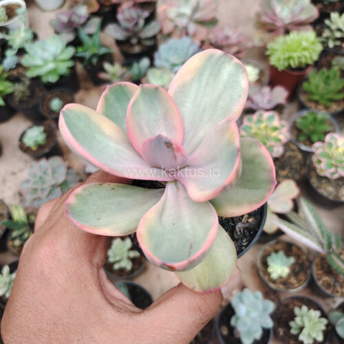 Echeveria Zorro Decora Variegated, real gallery image #8 plants. Picture taken directly from kaktus.id community Echeveria farmer green houses.
