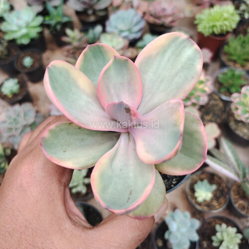 Echeveria Zorro Decora Variegated, real gallery image #9 plants. Picture taken directly from kaktus.id community Echeveria farmer green houses.