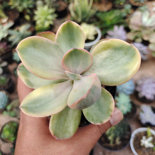 Echeveria Zorro Decora Variegated, real gallery image #1 plants. Picture taken directly from kaktus.id community Echeveria farmer green houses.