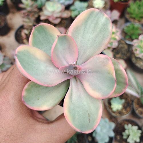 Echeveria Zorro Decora Variegated, real gallery image #4 plants. Picture taken directly from kaktus.id community Echeveria farmer green houses.
