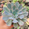 Echeveria Neon Breakers, real gallery image #2 plants. Picture taken directly from kaktus.id community Echeveria farmer green houses.