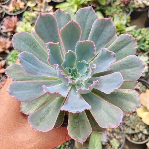 Echeveria Neon Breakers, real gallery image #3 plants. Picture taken directly from kaktus.id community Echeveria farmer green houses.