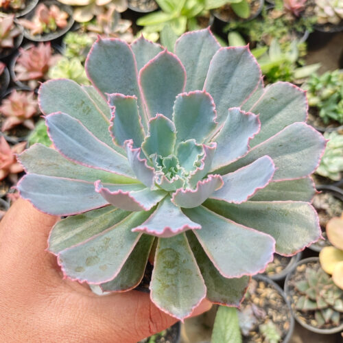 Echeveria Neon Breakers, real gallery image #4 plants. Picture taken directly from kaktus.id community Echeveria farmer green houses.