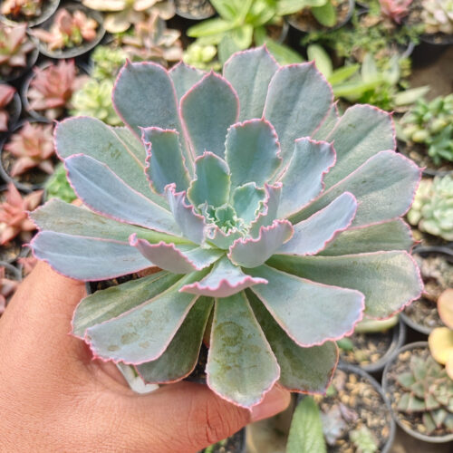 Echeveria Neon Breakers, real gallery image #5 plants. Picture taken directly from kaktus.id community Echeveria farmer green houses.