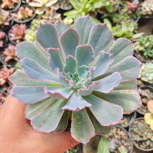 Echeveria Neon Breakers, real gallery image #6 plants. Picture taken directly from kaktus.id community Echeveria farmer green houses.