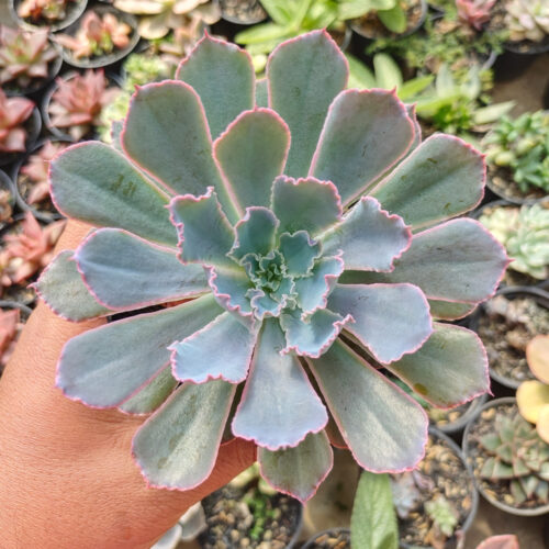 Echeveria Neon Breakers, real gallery image #7 plants. Picture taken directly from kaktus.id community Echeveria farmer green houses.