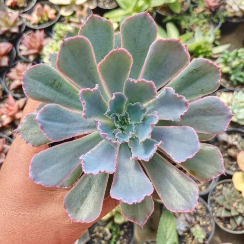 Echeveria Neon Breakers, real gallery image #8 plants. Picture taken directly from kaktus.id community Echeveria farmer green houses.