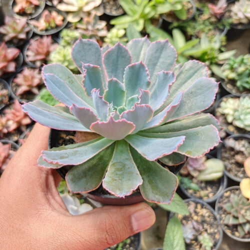 Echeveria Neon Breakers, real gallery image #1 plants. Picture taken directly from kaktus.id community Echeveria farmer green houses.
