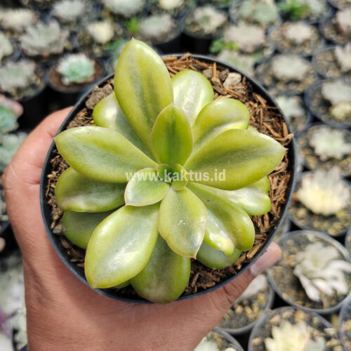 Echeveria Rubromarginata Aurea Variegated, real gallery image #3 plants. Picture taken directly from kaktus.id community Echeveria farmer green houses.