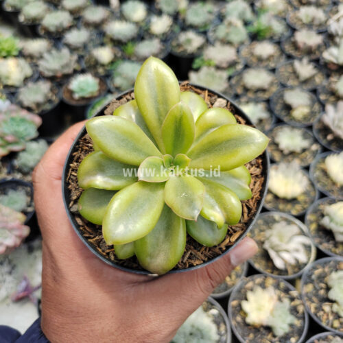 Echeveria Rubromarginata Aurea Variegated, real gallery image #5 plants. Picture taken directly from kaktus.id community Echeveria farmer green houses.