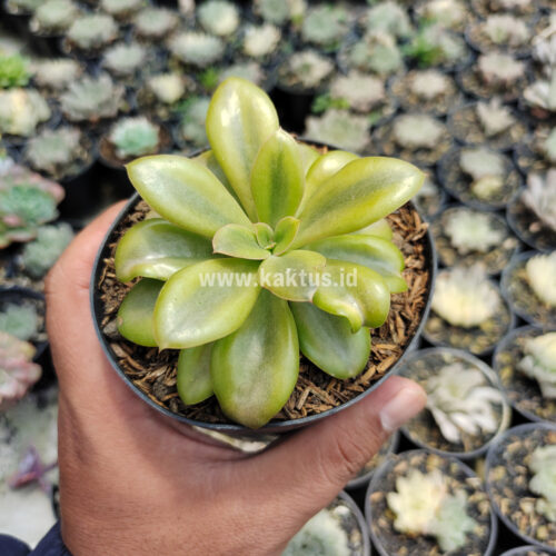 Echeveria Rubromarginata Aurea Variegated, real gallery image #6 plants. Picture taken directly from kaktus.id community Echeveria farmer green houses.