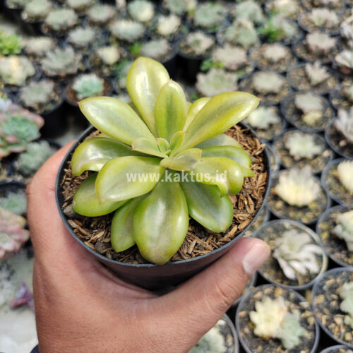 Echeveria Rubromarginata Aurea Variegated, real gallery image #7 plants. Picture taken directly from kaktus.id community Echeveria farmer green houses.
