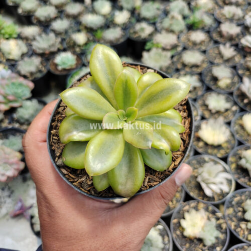 Echeveria Rubromarginata Aurea Variegated, real gallery image #2 plants. Picture taken directly from kaktus.id community Echeveria farmer green houses.