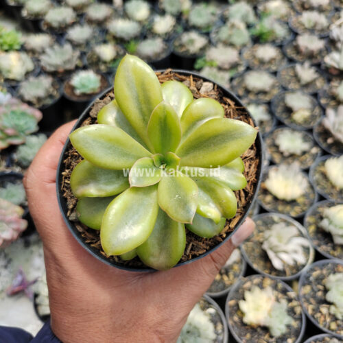 Echeveria Rubromarginata Aurea Variegated, real gallery image #8 plants. Picture taken directly from kaktus.id community Echeveria farmer green houses.
