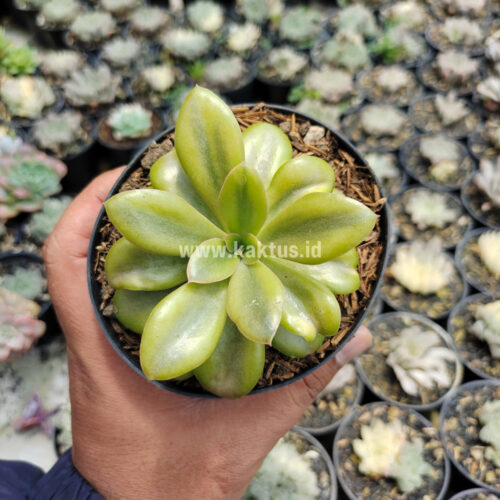 Echeveria Rubromarginata Aurea Variegated, real gallery image #9 plants. Picture taken directly from kaktus.id community Echeveria farmer green houses.