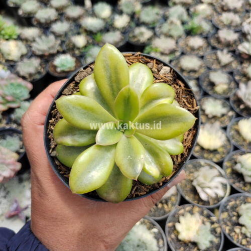 Echeveria Rubromarginata Aurea Variegated, real gallery image #10 plants. Picture taken directly from kaktus.id community Echeveria farmer green houses.