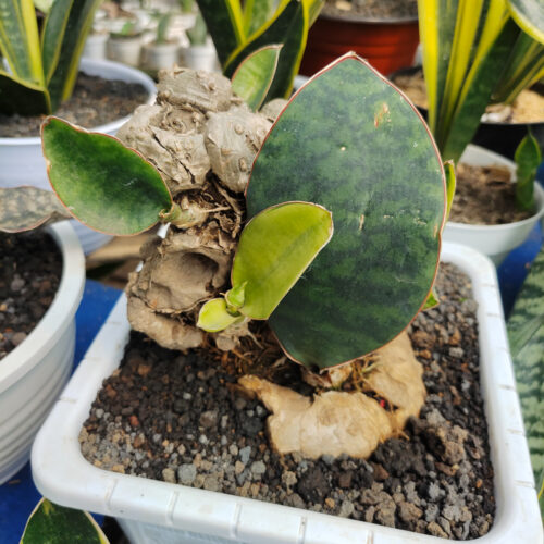 Sansevieria Masoniana Bonsai Variegated, real gallery image #1 plants. Picture taken directly from kaktus.id community Sansevieria farmer green houses.