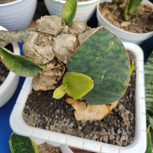 Sansevieria Masoniana Bonsai Variegated, real gallery image #2 plants. Picture taken directly from kaktus.id community Sansevieria farmer green houses.