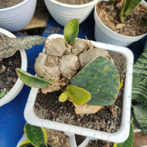 Sansevieria Masoniana Bonsai Variegated, real gallery image #3 plants. Picture taken directly from kaktus.id community Sansevieria farmer green houses.