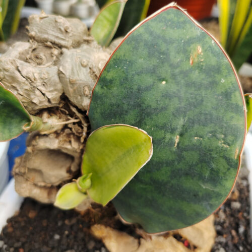 Sansevieria Masoniana Bonsai Variegated, real gallery image #4 plants. Picture taken directly from kaktus.id community Sansevieria farmer green houses.