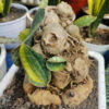 Sansevieria Masoniana Bonsai Variegated, real gallery image #5 plants. Picture taken directly from kaktus.id community Sansevieria farmer green houses.