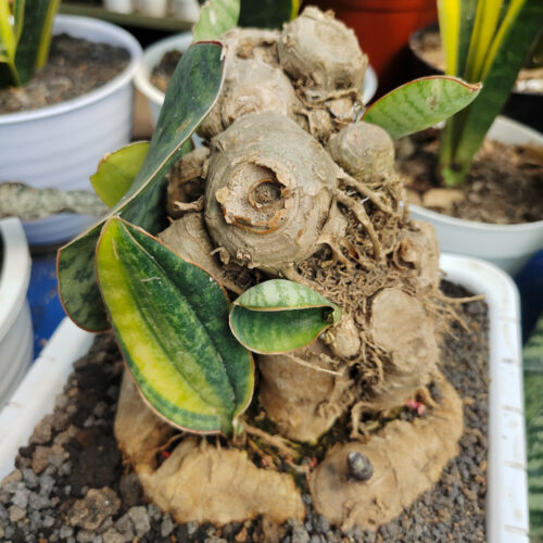 479. Sansevieria Masoniana Bonsai Variegated