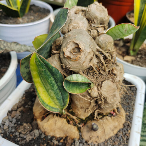 Sansevieria Masoniana Bonsai Variegated, real gallery image #6 plants. Picture taken directly from kaktus.id community Sansevieria farmer green houses.