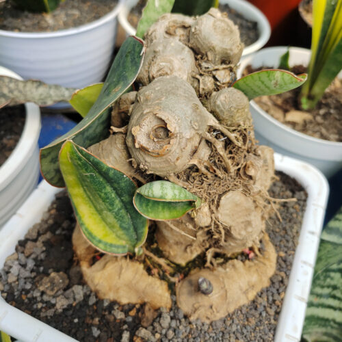 Sansevieria Masoniana Bonsai Variegated, real gallery image #7 plants. Picture taken directly from kaktus.id community Sansevieria farmer green houses.